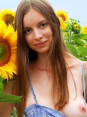 Erotic picture of Admirable teen girl stripping clothes and showing attractive body in a field of sunflowers.